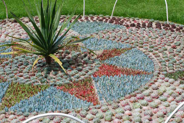 Vytvorte záhon-koberec-záhon-skalky-sucho-tolerantné-rastliny-izbovka