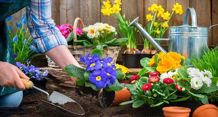 Vytvorenie typov záhonov-kobercov-záhonov-tipov-aranžmán-rastlín