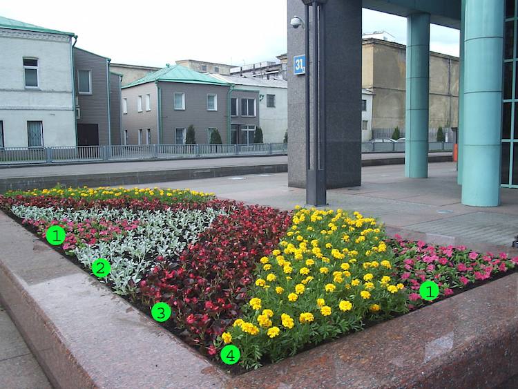 záhon-pokládka-koberec-obdĺžnikový-diagonálny-zamatový-kvet-begónie