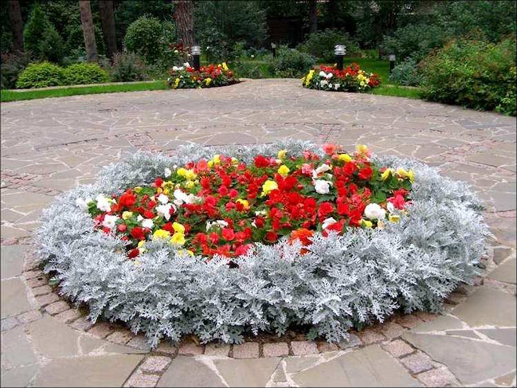 záhon-položenie-koberec-záhon-strieborný-list-begónia-centrálny-okrúhly