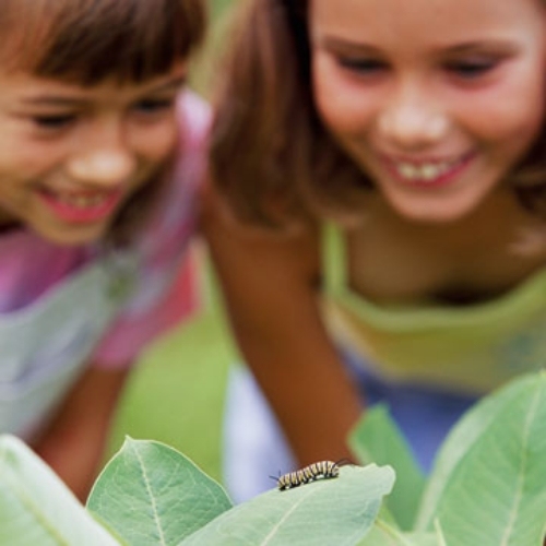 motýle v záhrade húsenica romantická atmosféra motýle v záhrade húsenica pre romantickú atmosféru