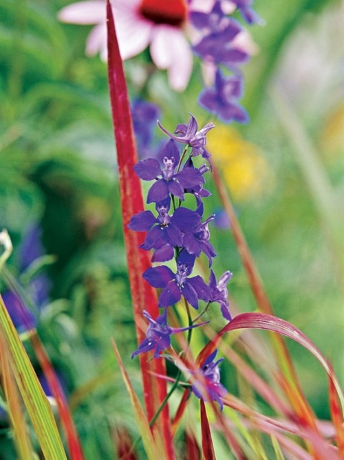motýle záhrada romantická atmosféra pohodlná záhrada motýľov pre romantickú atmosféru