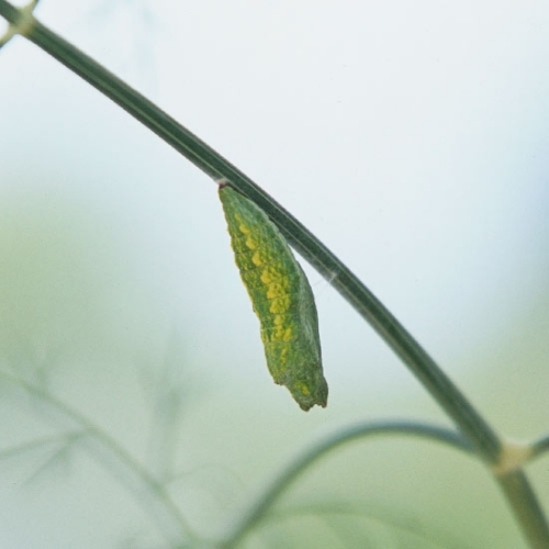 bábika záhrada motýľov pre romantickú atmosféru Bábika motýle v záhrade pre romantickú atmosféru