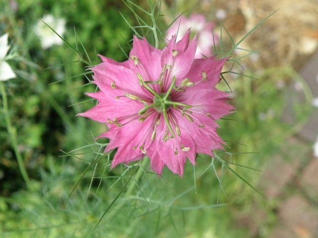 Tipy na výsadbu v záhrade Jungfer im Grünen-nigella-damascene