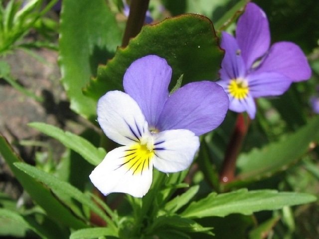 Fialové kvety do záhrady nápady pre jednotlivé kompozície