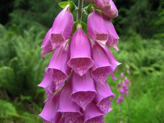 Digitalis purpurea - srdcové glykozidy kvety rady pre záhradníctvo