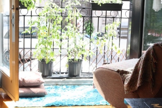 nápady s balkónovými rastlinami na terase paradajky