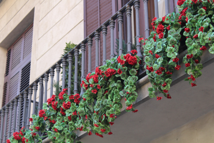 balkónové závesné rastliny-červeno kvitnúce-hnedé zábradlie