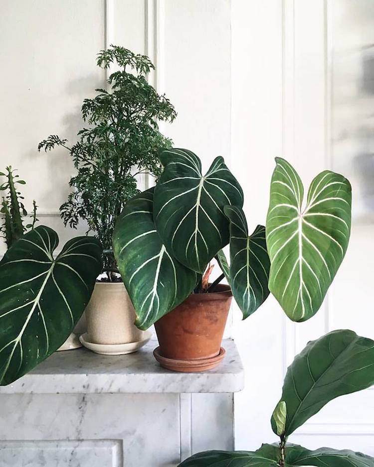 Krásne izbové rastliny s farebnými listami krásne izbové rastliny farebné listy rozbili vnútorné bodky farby