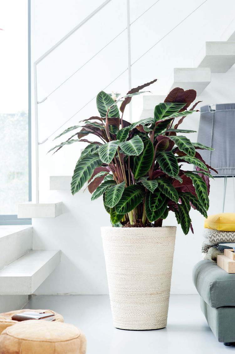 krásne izbové rastliny panašované listy Calathea veľké