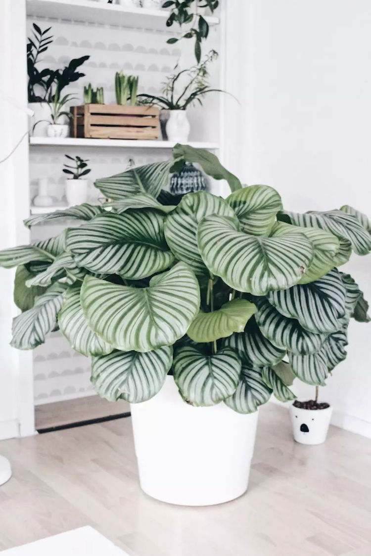 krásne izbové rastliny farebné listy calathea risenpflanze