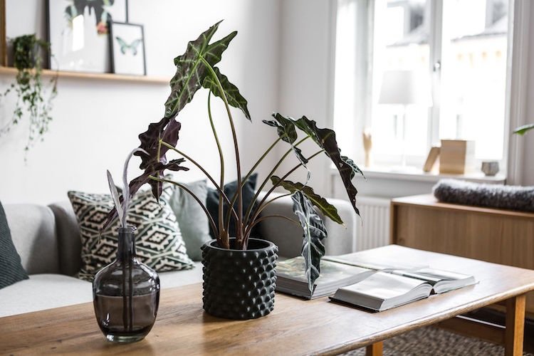 krásne izbové rastliny farebné listy šípkový list Alocasia