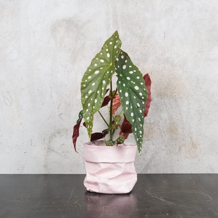 krásne izbové rastliny panašované listy Begonia maculata begonia