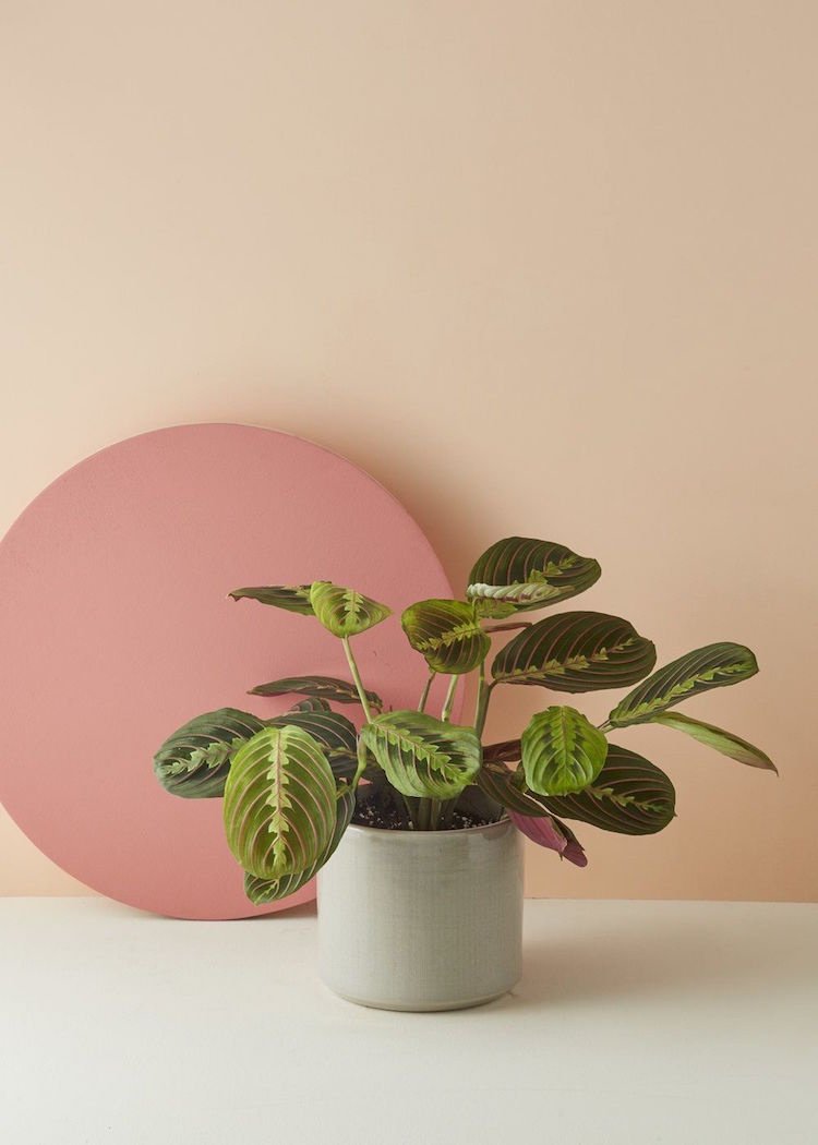 krásne izbové rastliny farebné listy Maranta