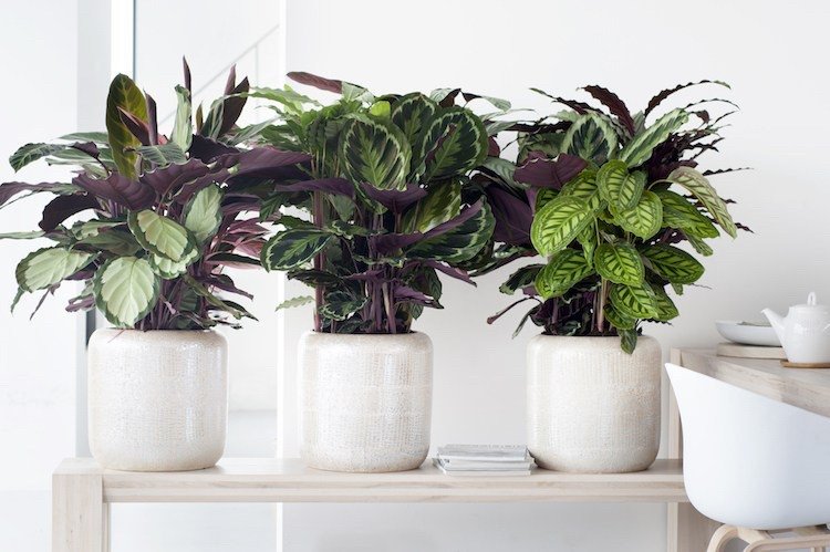krásne izbové rastliny panašované listy Calathea košík marante druhové odrody