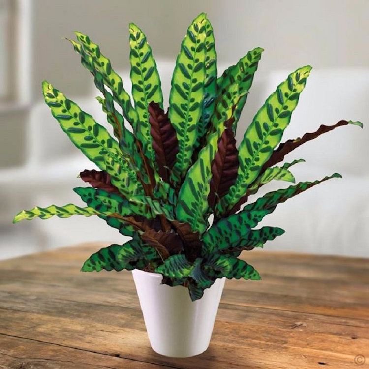 krásne izbové rastliny farebné listy Calathea lancifolia korbmarante