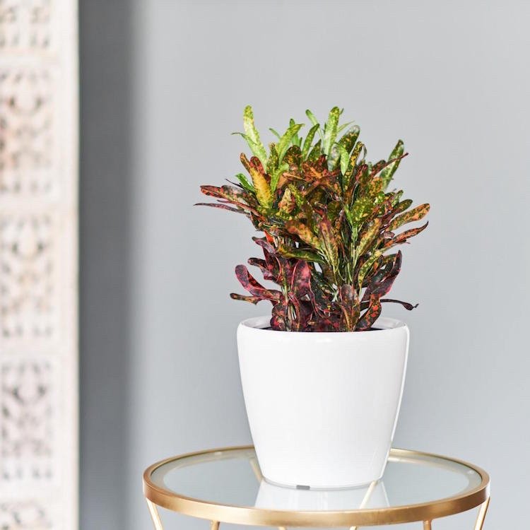 krásne izbové rastliny farebné listy Croton kroton zázračný ker