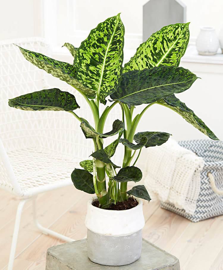 krásne izbové rastliny farebné listy Dieffenbachia