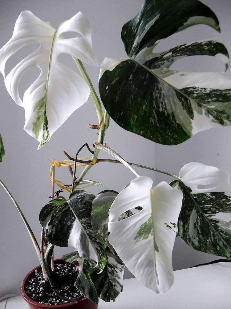 krásne izbové rastliny farebné listy Monstera variegata lahodný okenný list biely