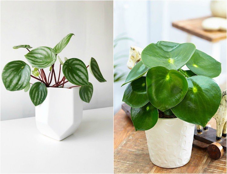 krásne izbové rastliny farebné listy Peperomia Raindrop Zierpfeffer trpasličí korenie