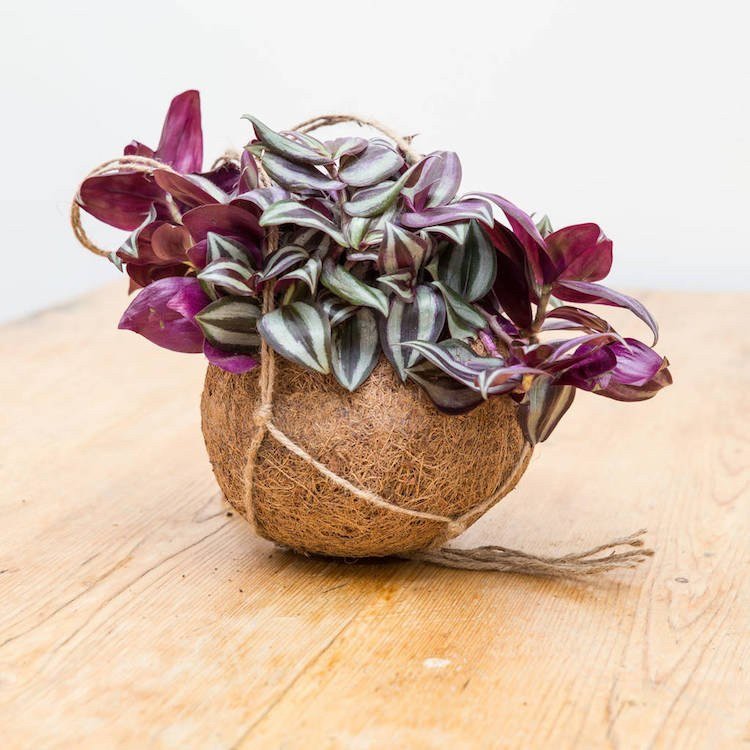 krásne izbové rastliny farebné listy Tradescantia zebrina zebra bylina