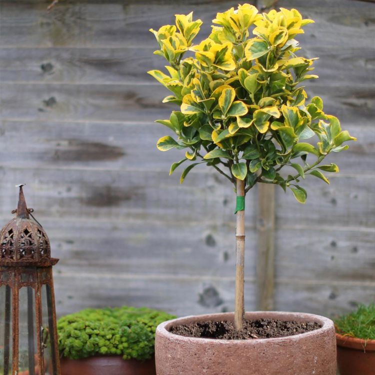 krásne izbové rastliny farebné listy Euonymus japonicus Aureus japonský vretenový ker