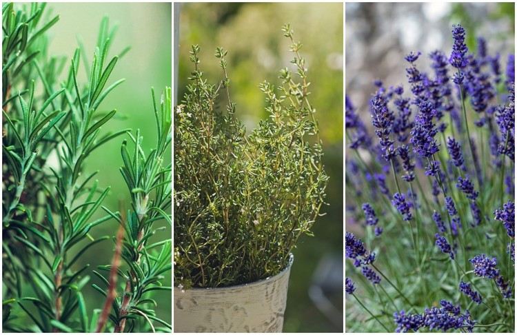 Aké bylinky odháňajú slimáky