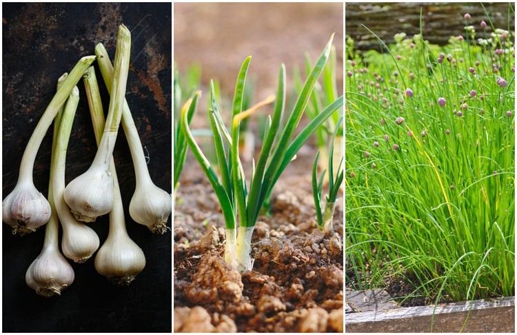Aké rastliny a zelenina odháňajú slimáky