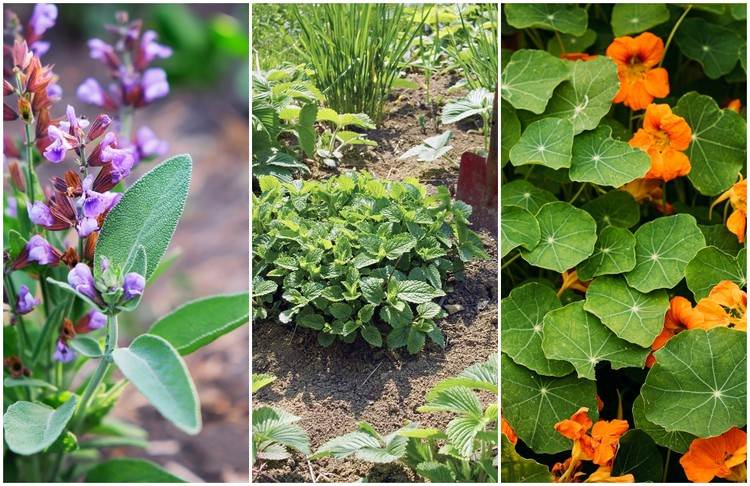 Aké kvety a bylinky odháňajú slimáky