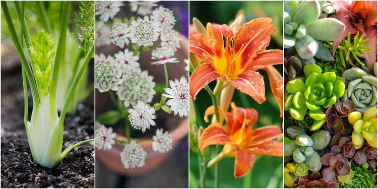 Rastliny slimáky prirodzene odháňajú