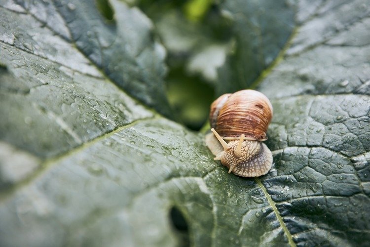 Slimačí mor v záhrade, ktorý pomáha