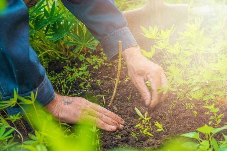 Kávová usadenina proti slimákom rada používa tipy