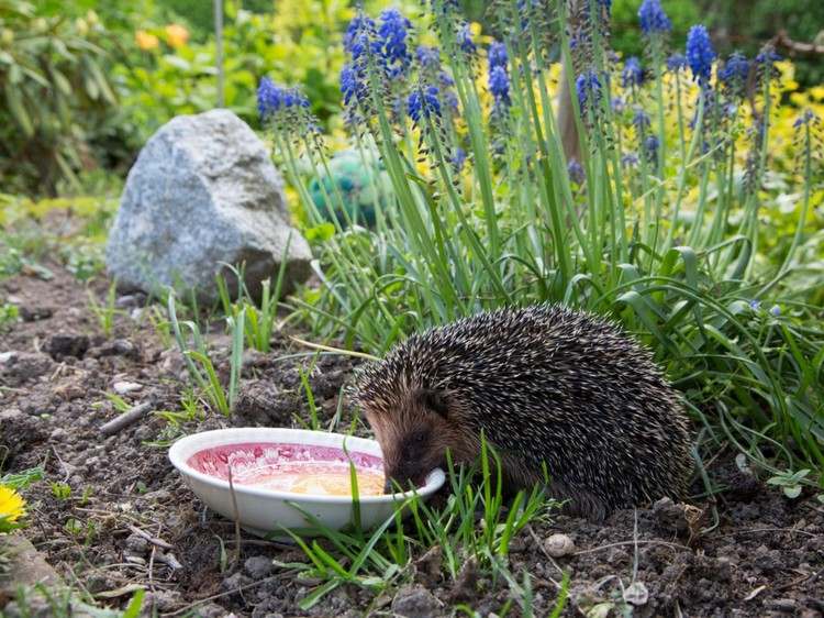 Odháňajte slimáky a prilákajte ježkov s prirodzenými nepriateľmi