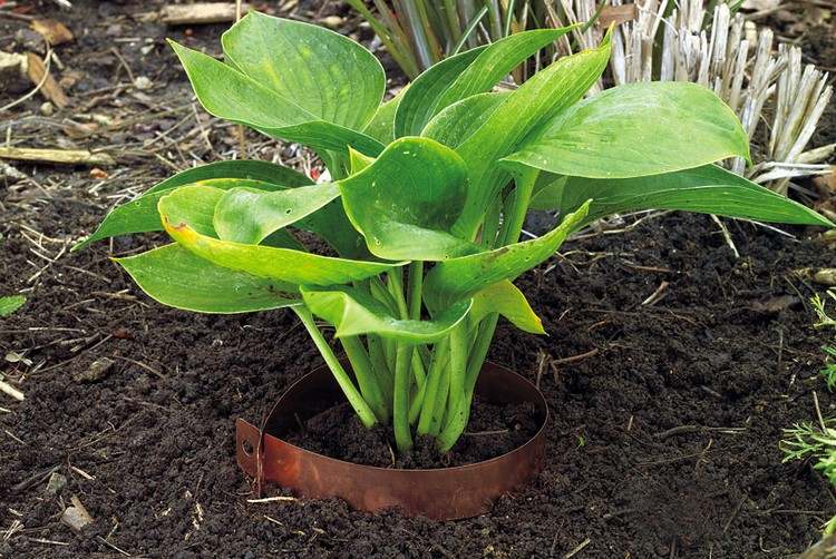 Medený ochranný krúžok proti slimákom v záhrade