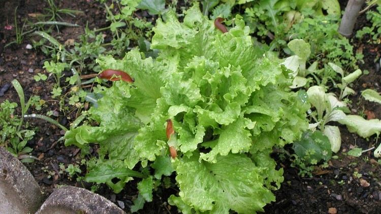 Vedenie nudibranchov z náplasti so zeleninou znamená