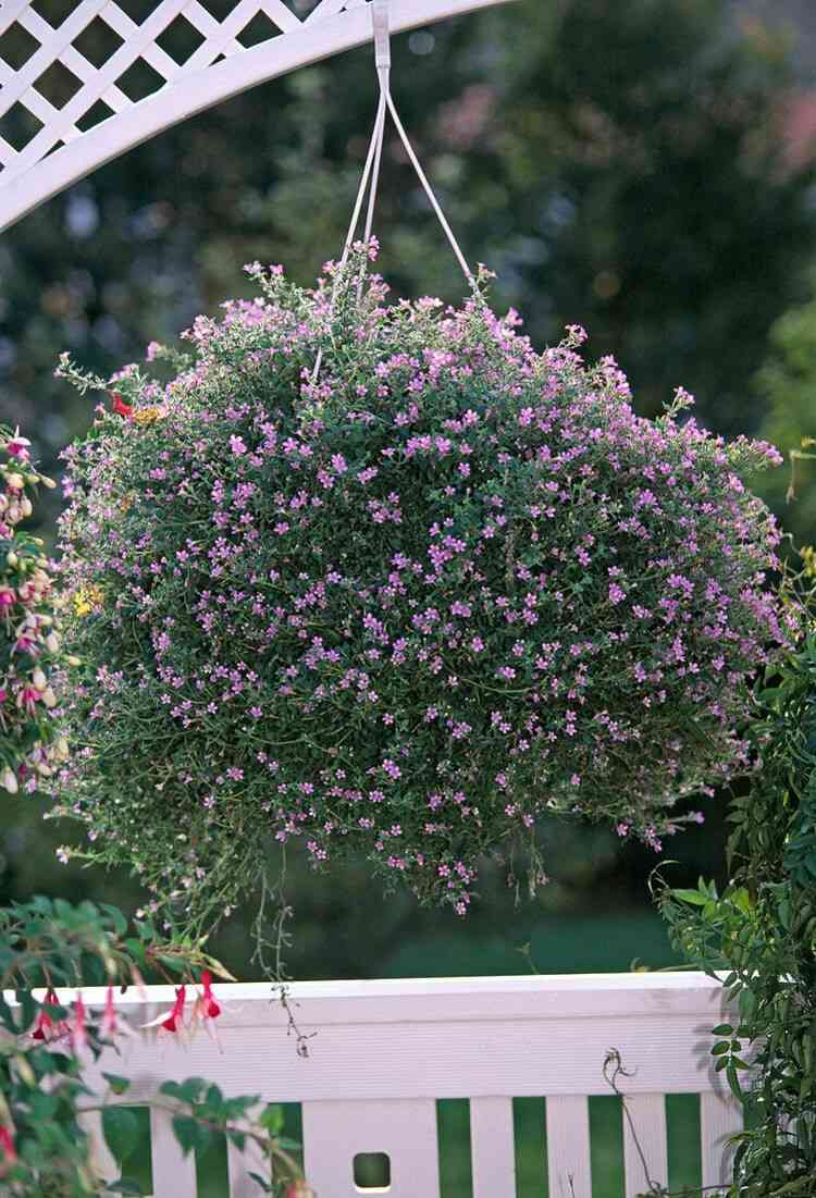 Skombinujte kvet snehovej vločky - ktoré kvety sú vhodné