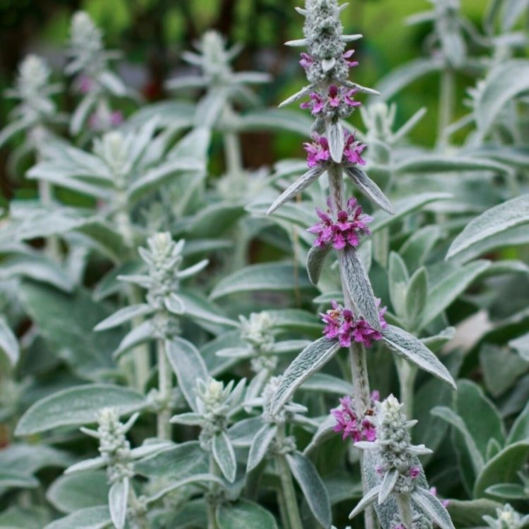 Wollziest (Stachys byzantina) so strieborno-zelenými listami a červeným alebo ružovým súkvetím