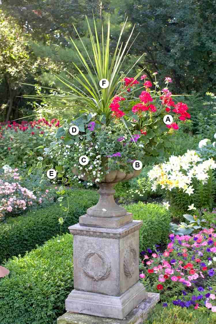 Geranium, dračia kosť, verbena, vždyzelený, brečtan v kvetináči do záhrady