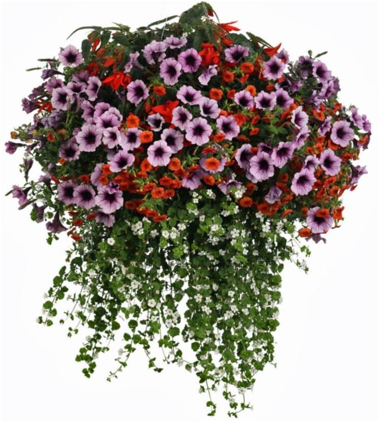 Calibrachoa, petúnie a begónie v kombinácii s bielymi kvetmi snehovej vločky