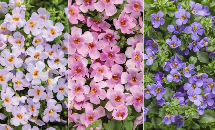 Skombinujte kvet snehovej vločky - dajte do centra pozornosti malé a veľké odrody