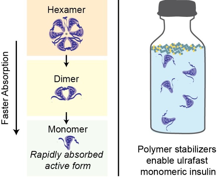 Ukazuje sa znázornenie stability rôznych foriem inzulínu v krvi