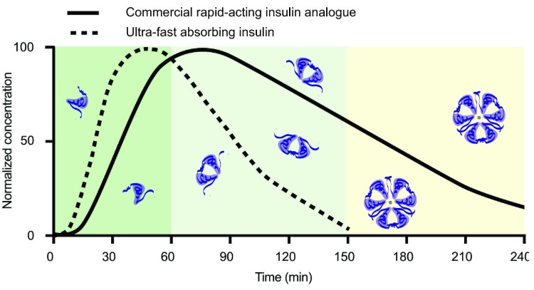 výskumný diagram pre rýchlo pôsobiaci inzulín u diabetických ošípaných