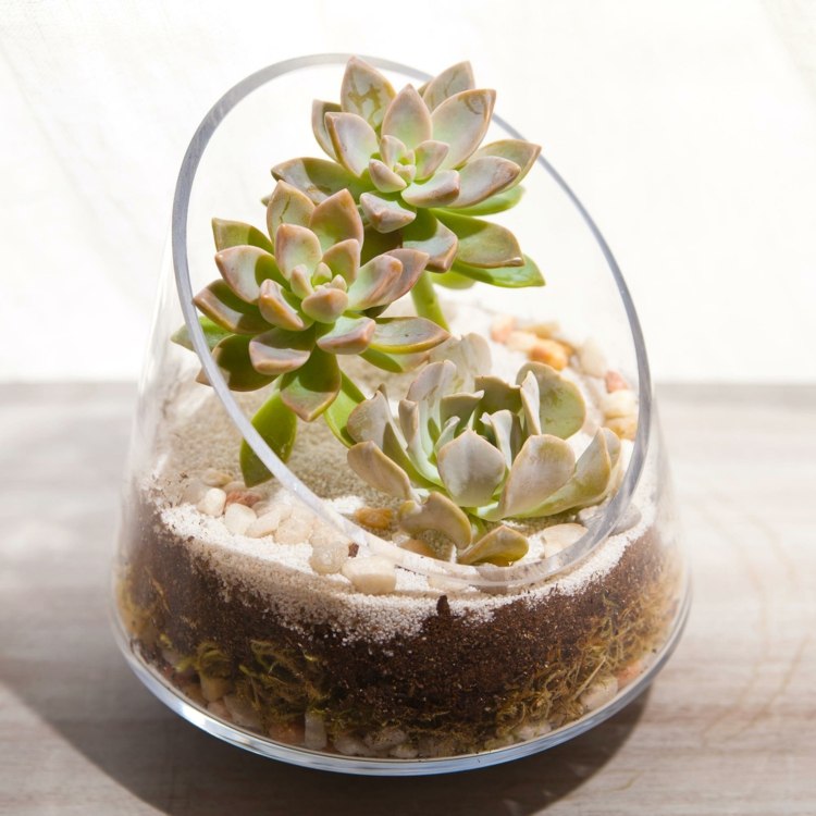 návod na stavbu terária pôvodný tvar sukulentné rastliny drotár
