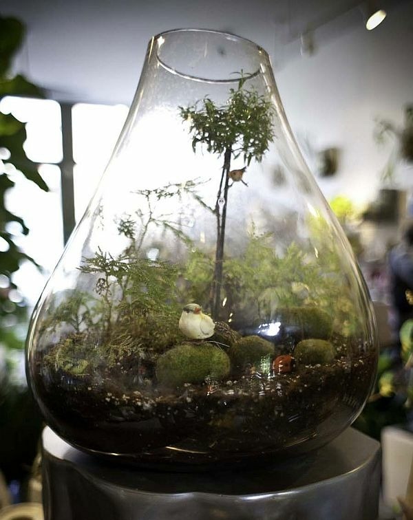 Myšlienka dekorácie terária zelené rastliny morská borovica