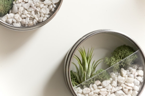 Kamienky rastlín terária vytvárajú mini záhradu