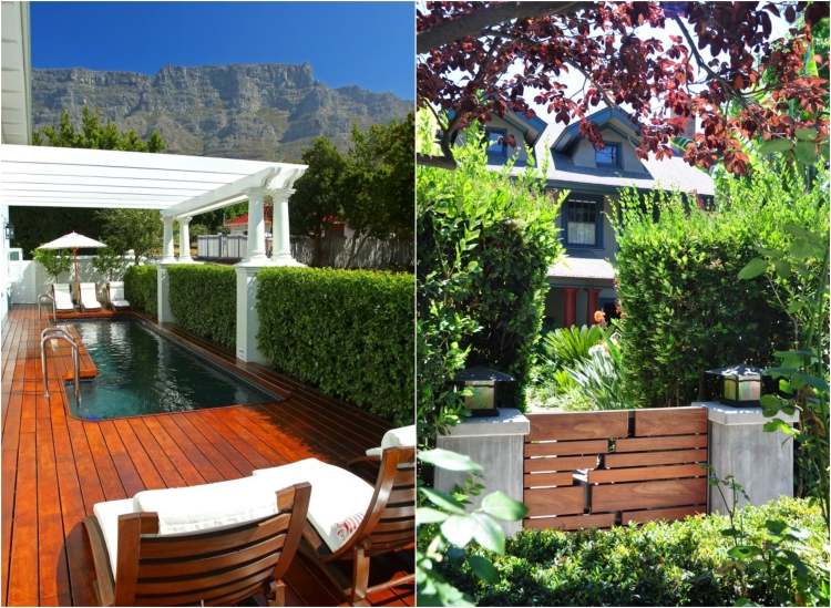 Rýchlo rastúci živý plot ligustrum-japonicum-japonský-privet