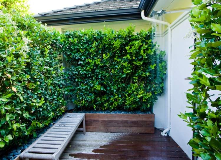 rýchlo rastúci-živý plot-dvorček-japonec-privet-ligustrum-japonicum