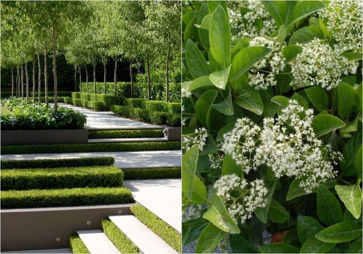 rýchlo rastúci živý plot-vždyzelený-kalina-odoratissimum