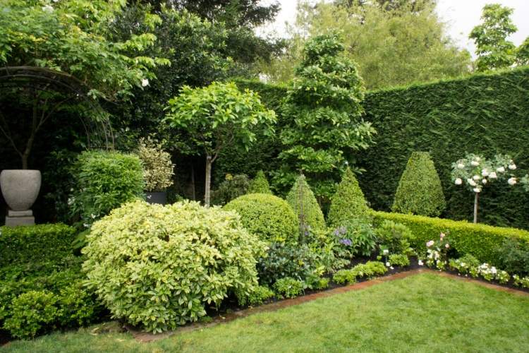 vždyzelený živý plot-rýchlo rastúci-leyland-cyprus-Cupressocyparis-leylandi