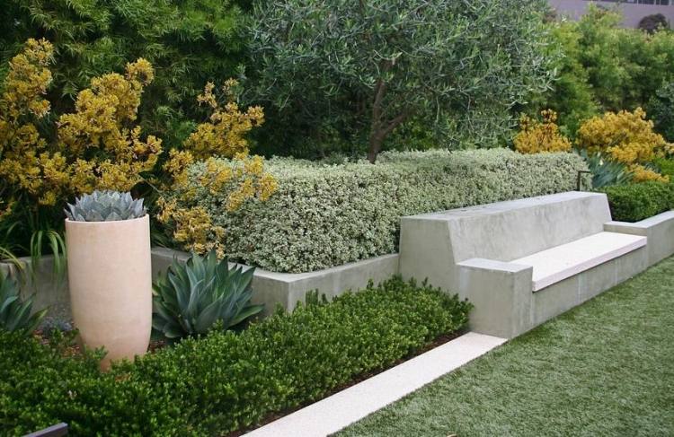 rýchlo rastúci-živý plot-pittosporum-marjorie-channon